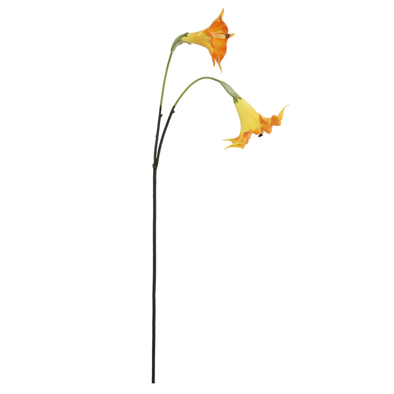 import白底实物图