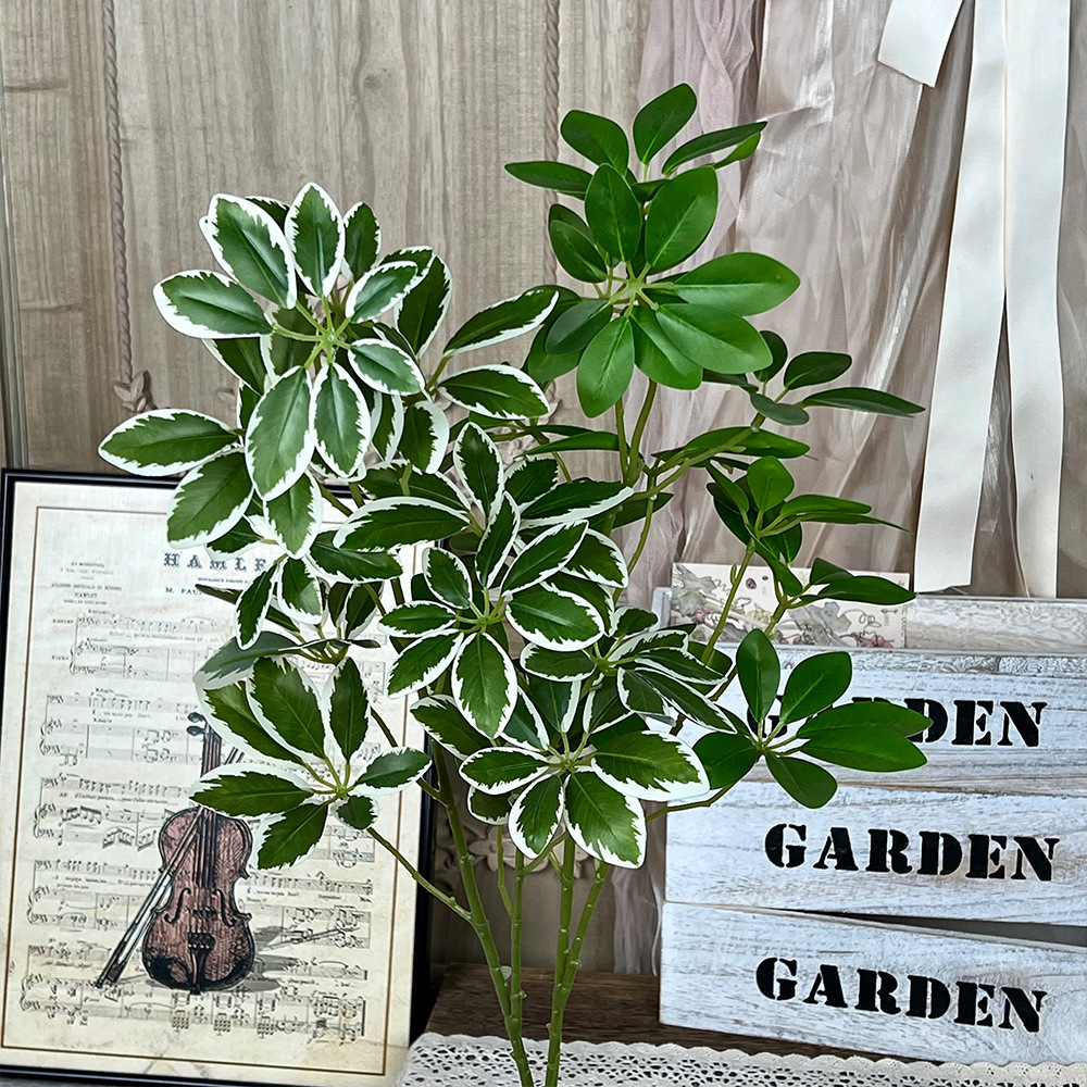 兰科植物实物图