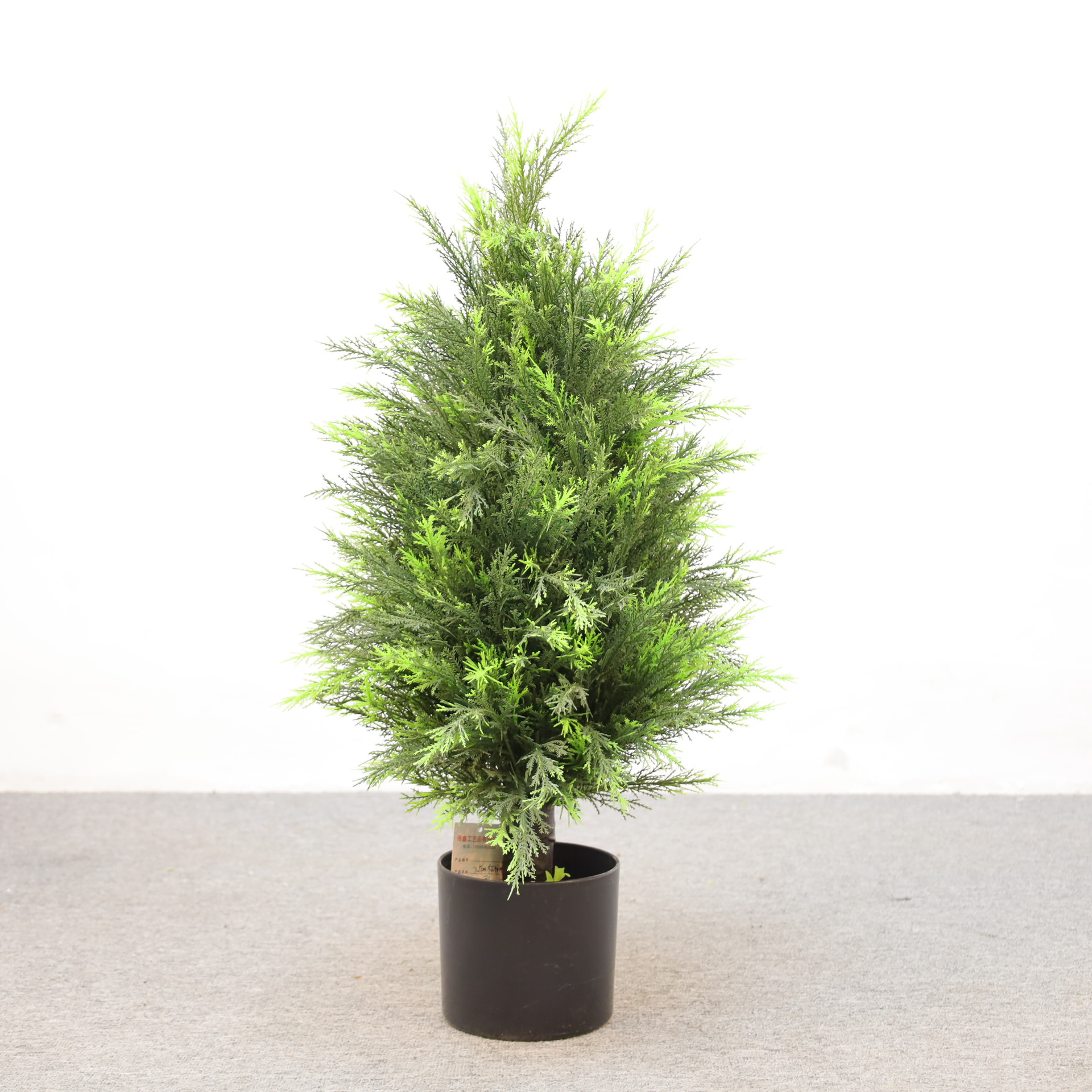 兰科植物实物图
