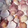 Natural powder scallops, small shells, and conches are sold by the pound. Wholesale of ornaments, fish tank decoration, landscaping, and children's science popularization materials Specification image