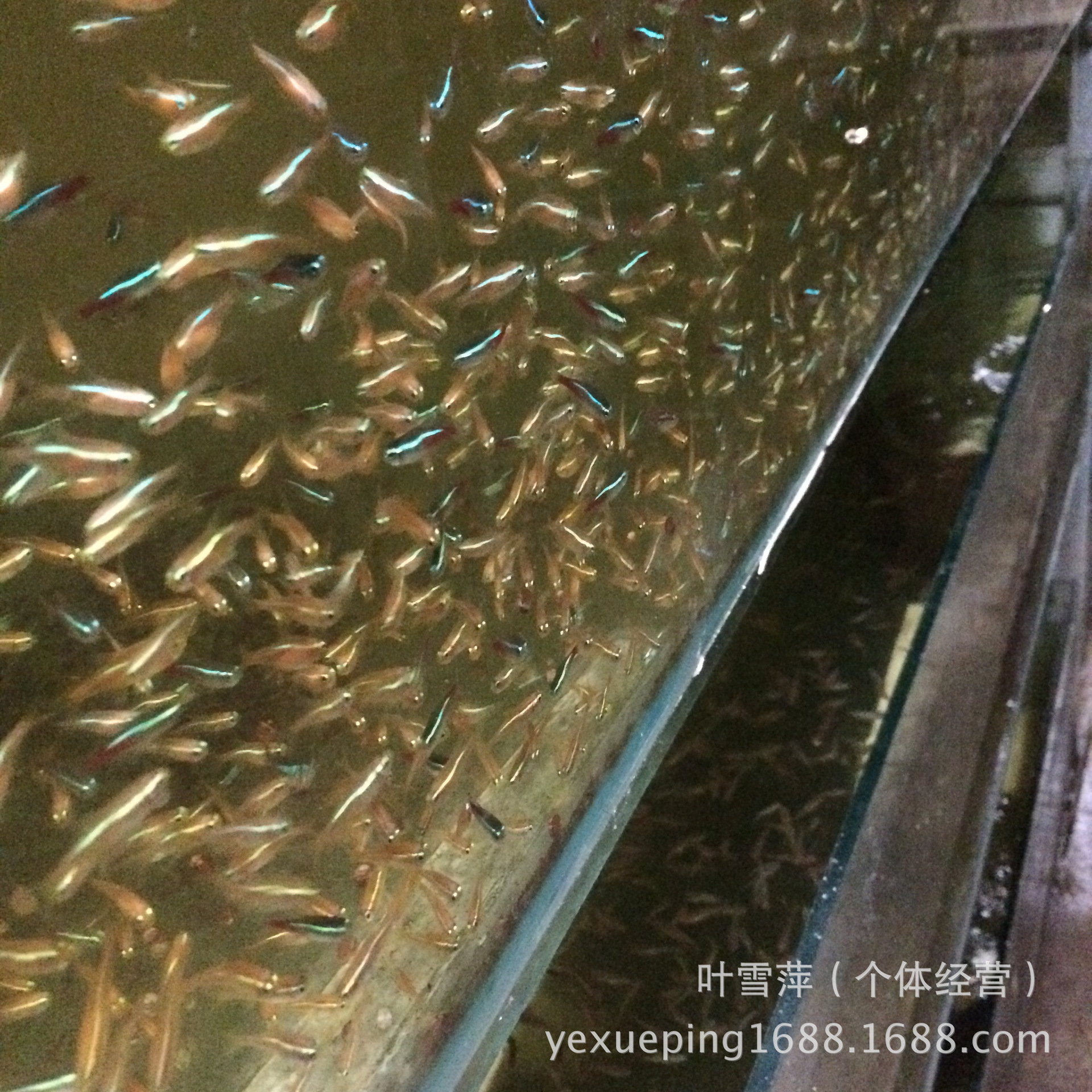观赏鱼活体 老鼠鱼清洁工具鱼淡水清道夫老鼠异形活体热带鱼批发详情11