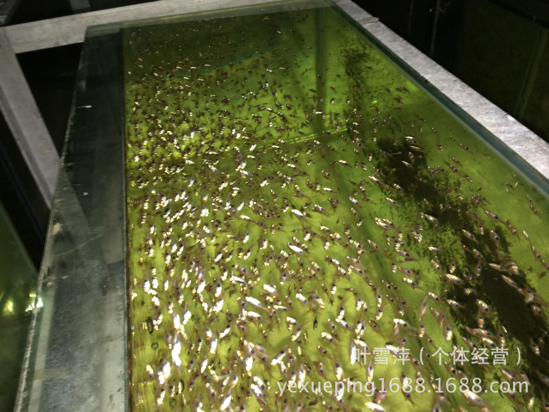 观赏鱼活体 老鼠鱼清洁工具鱼淡水清道夫老鼠异形活体热带鱼批发详情5