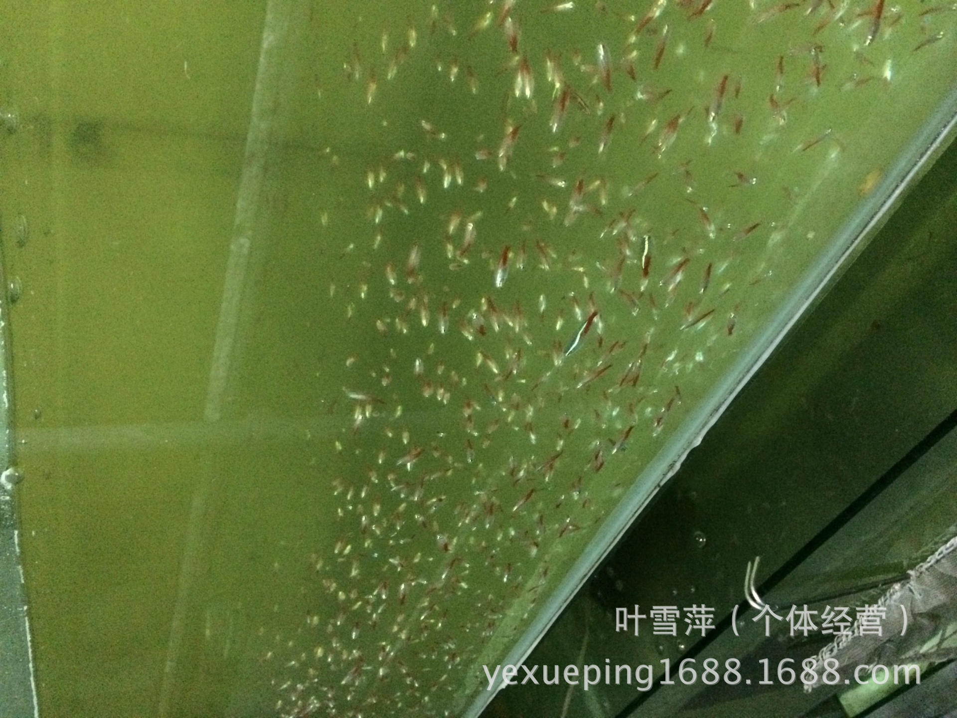 观赏鱼活体 老鼠鱼清洁工具鱼淡水清道夫老鼠异形活体热带鱼批发详情12