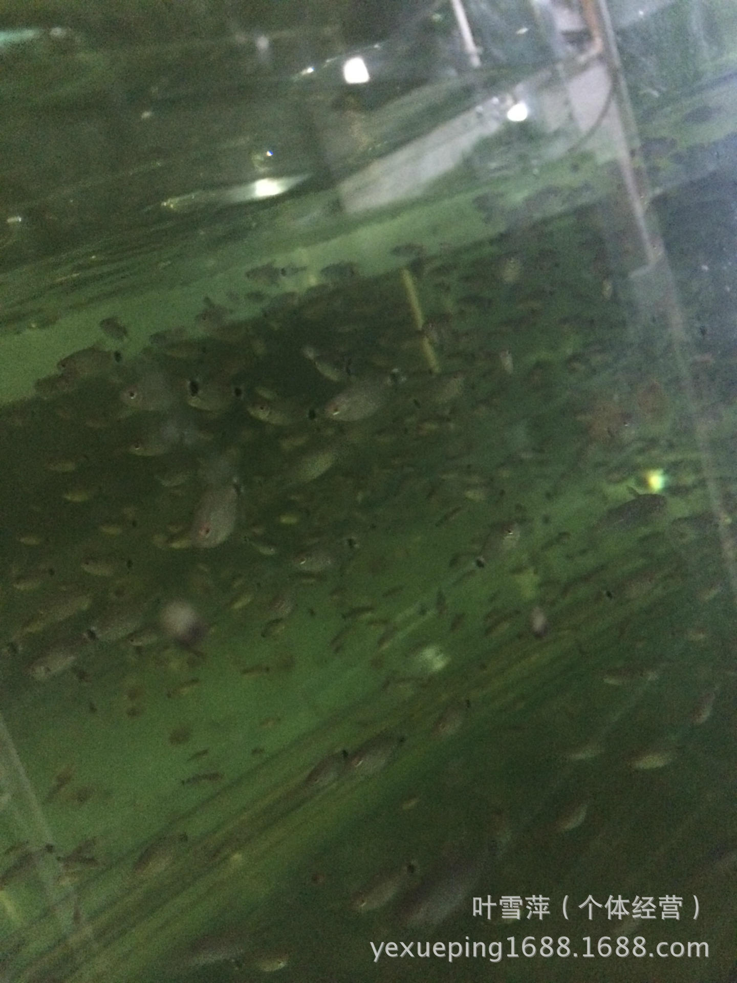 观赏鱼活体 老鼠鱼清洁工具鱼淡水清道夫老鼠异形活体热带鱼批发详情15