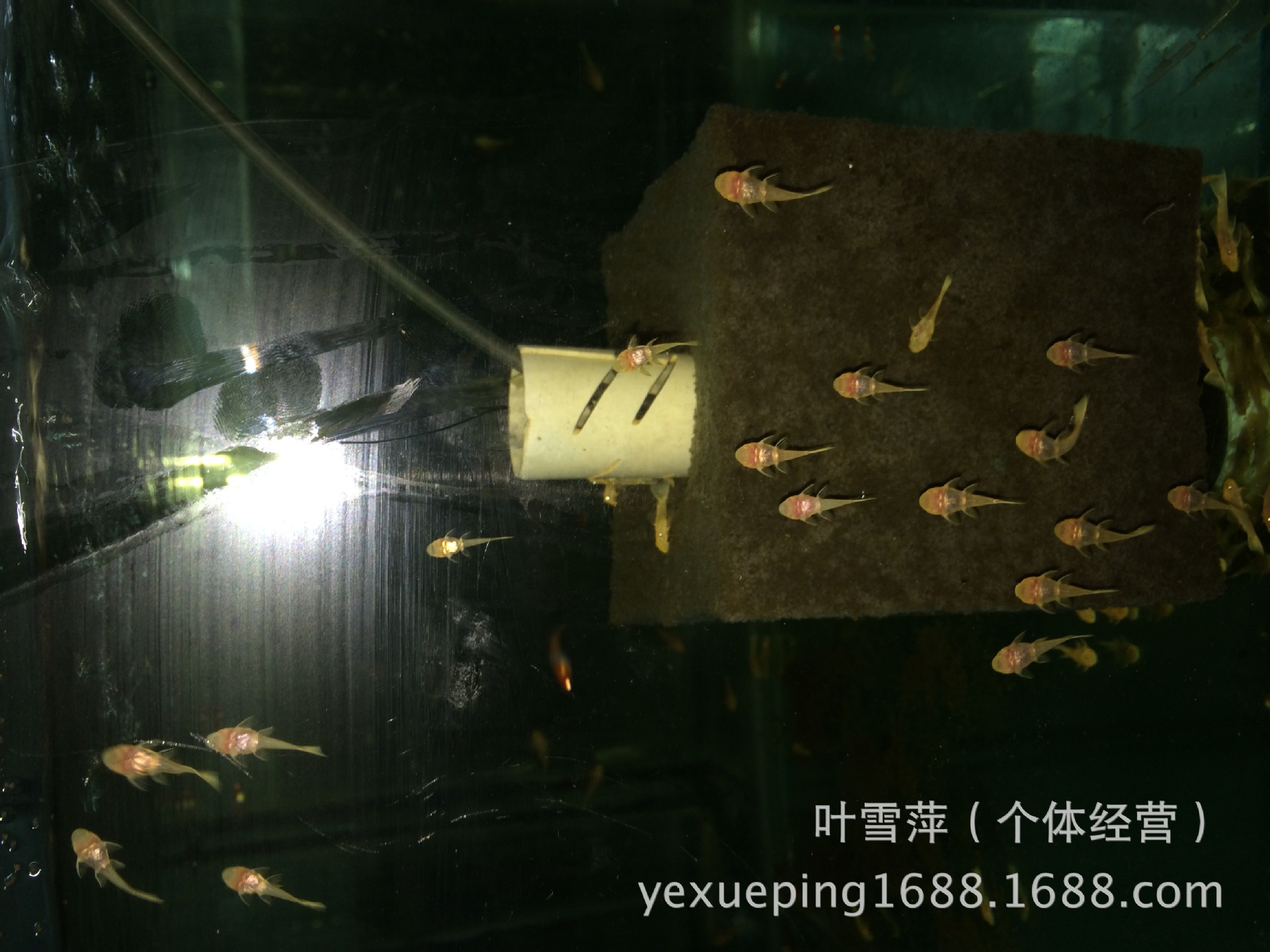 观赏鱼活体 老鼠鱼清洁工具鱼淡水清道夫老鼠异形活体热带鱼批发详情14