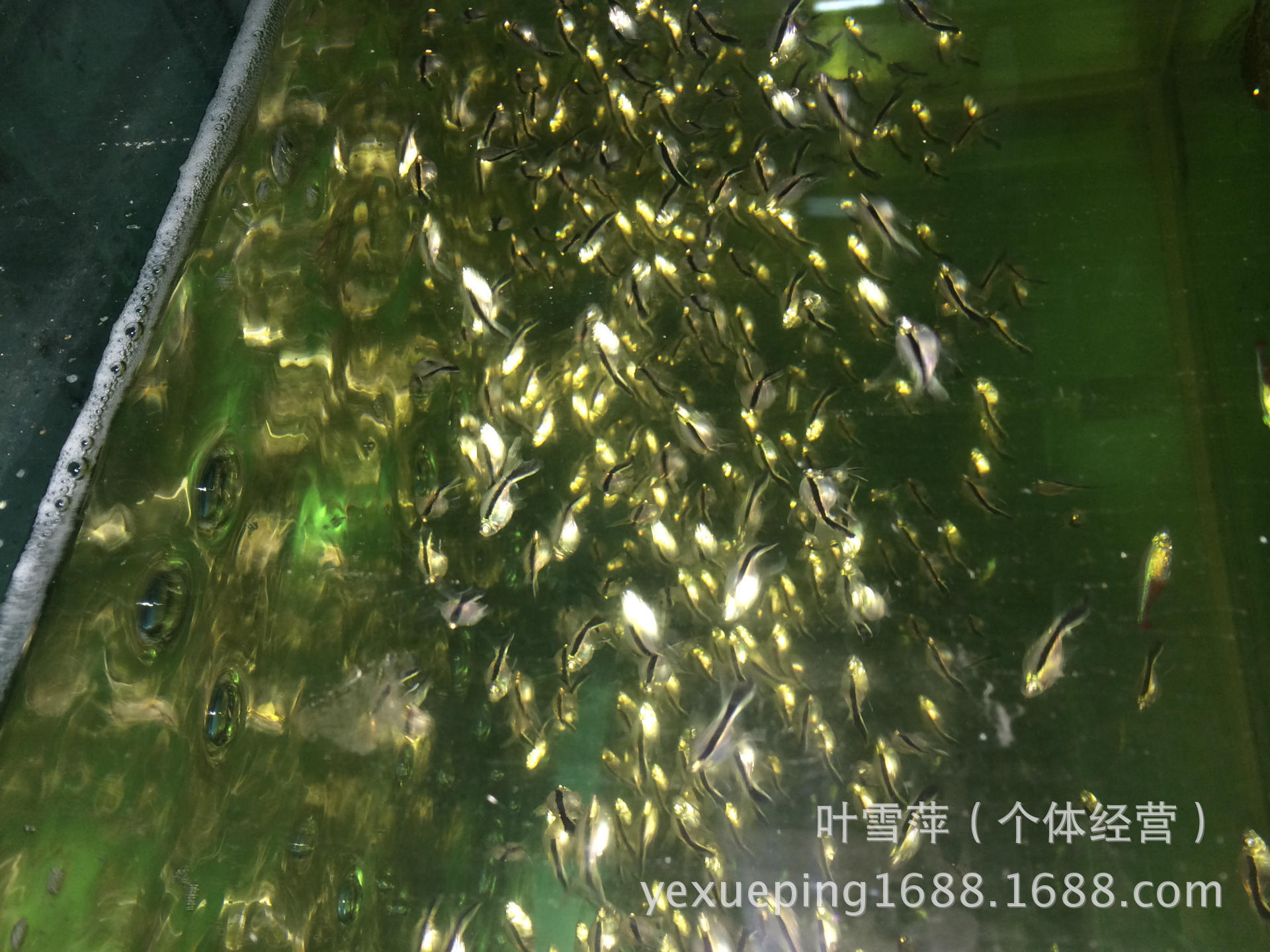 观赏鱼活体 老鼠鱼清洁工具鱼淡水清道夫老鼠异形活体热带鱼批发详情6