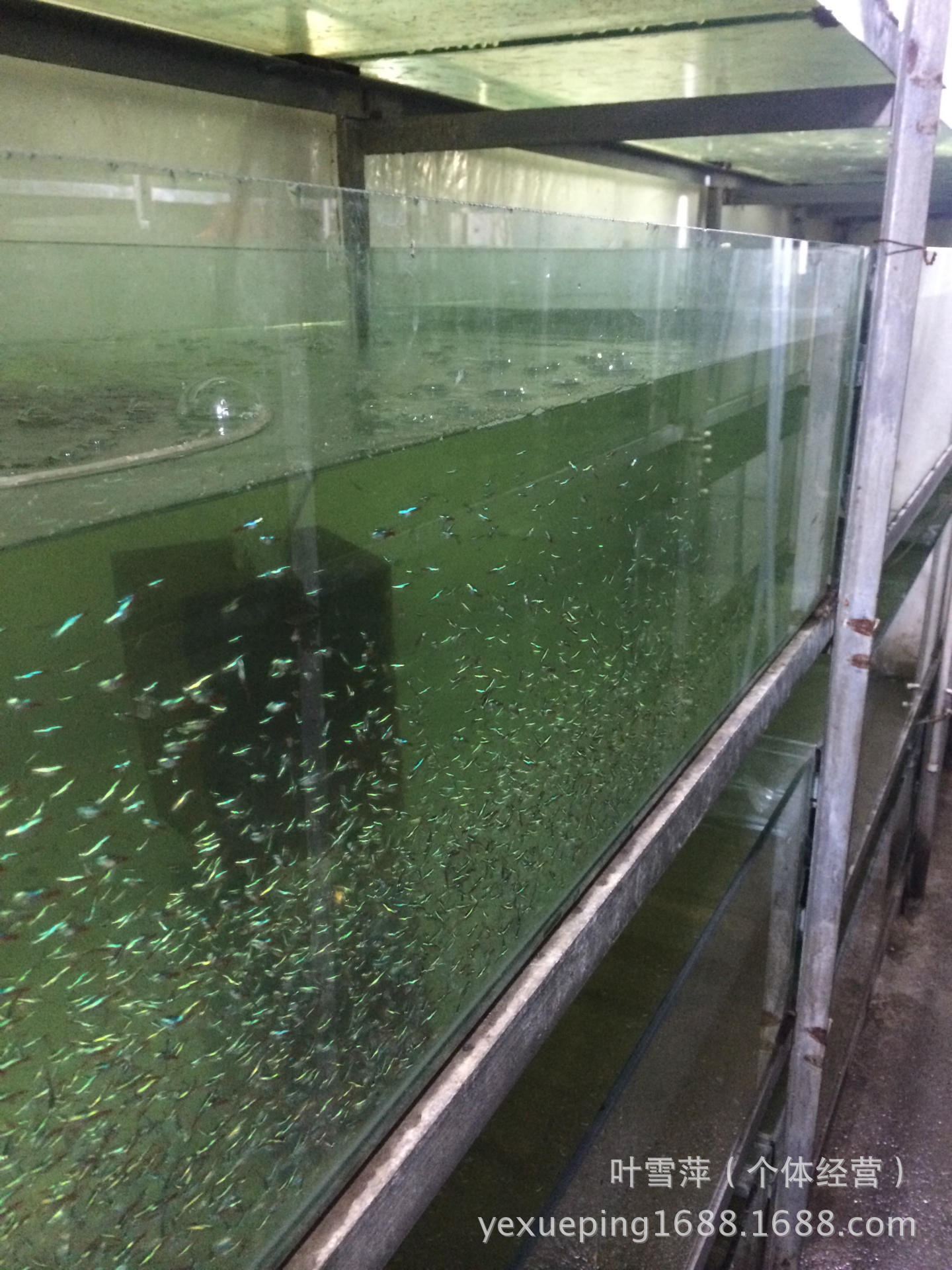 观赏鱼活体 老鼠鱼清洁工具鱼淡水清道夫老鼠异形活体热带鱼批发详情16