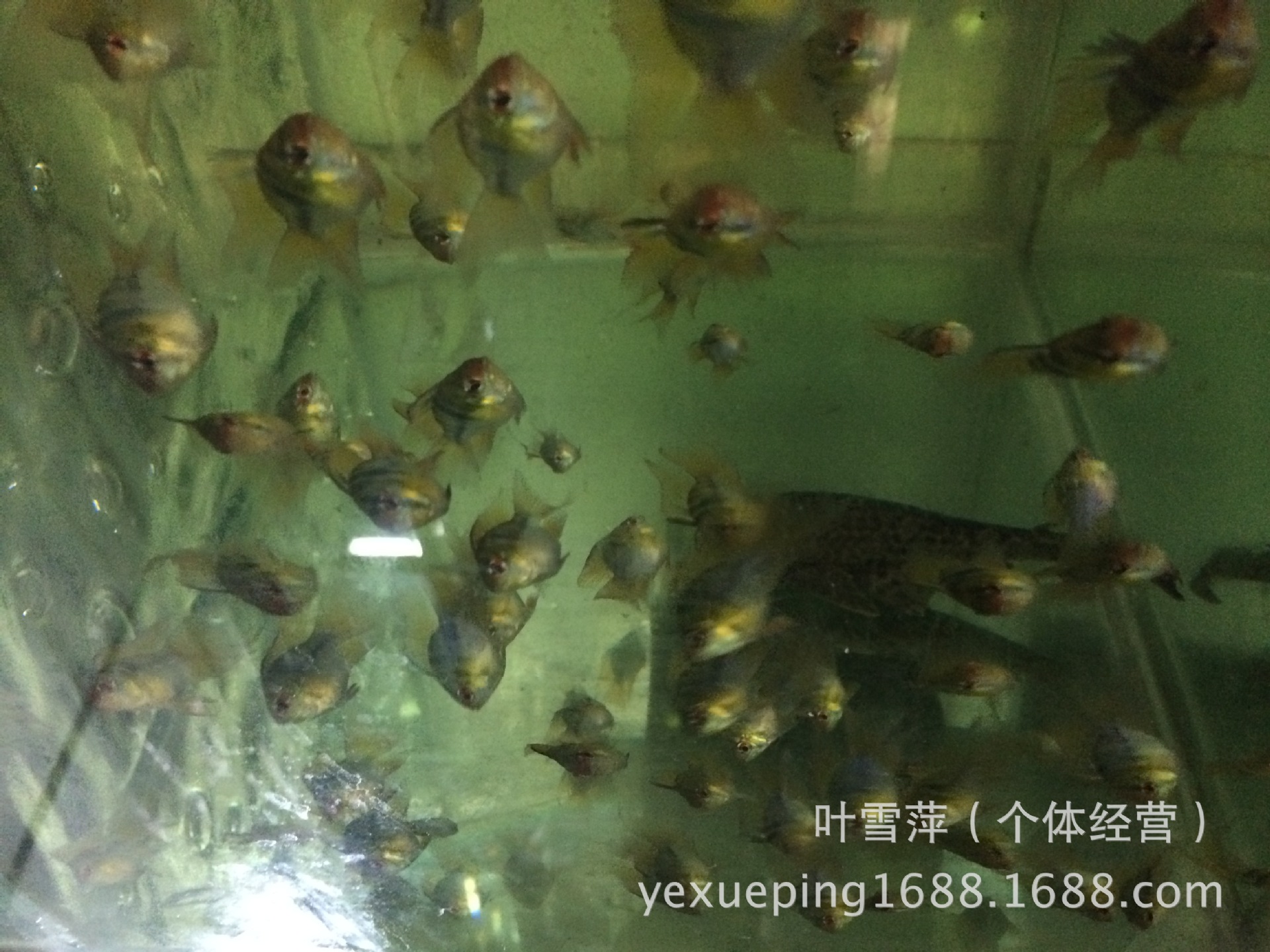 观赏鱼活体 老鼠鱼清洁工具鱼淡水清道夫老鼠异形活体热带鱼批发详情9