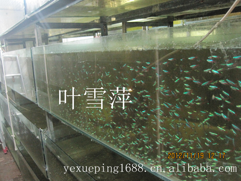 观赏鱼活体 老鼠鱼清洁工具鱼淡水清道夫老鼠异形活体热带鱼批发详情2