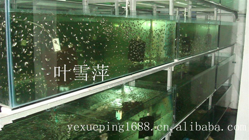 观赏鱼活体 老鼠鱼清洁工具鱼淡水清道夫老鼠异形活体热带鱼批发详情3