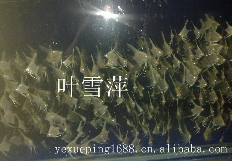 观赏鱼活体 老鼠鱼清洁工具鱼淡水清道夫老鼠异形活体热带鱼批发详情4