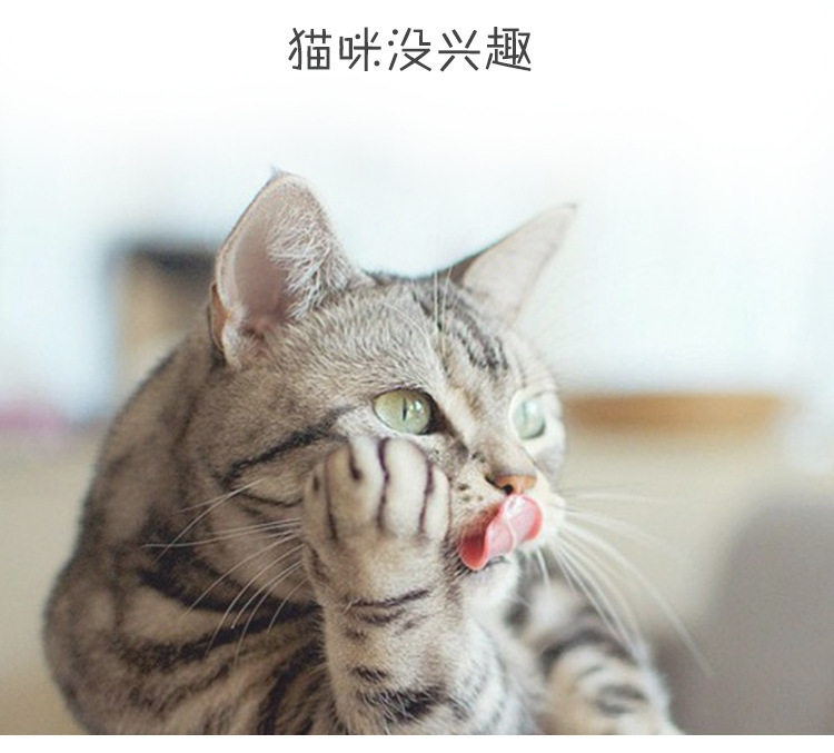 粉色毛球逗猫棒猫咪宠物用品逗猫棒宠物猫猫玩具猫咪玩具详情4
