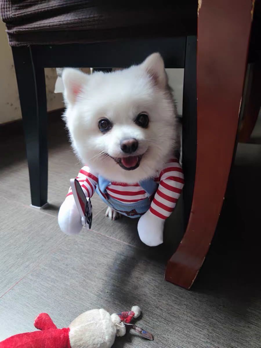 Halloween Amazon knife dolls, small and medium-sized dogs, funny transformation into cats, pet clothing and supplies pic 6