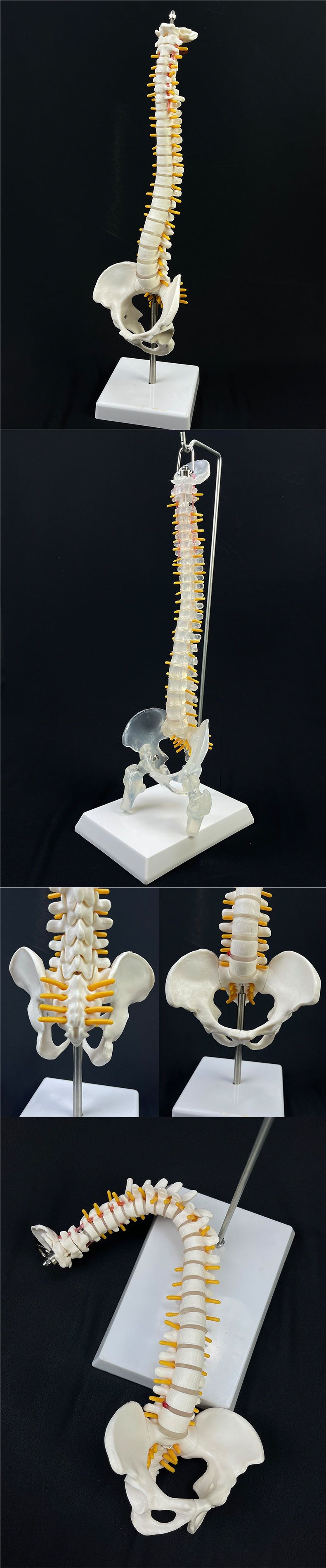 Human spine model, skeleton model, spinal cord model, medical neuro-skeletal simulation, anatomical simulation, bone setting pic 4