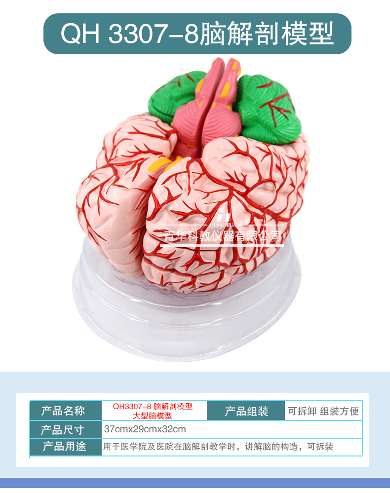 Qinghua 4D Assembly Brain Anatomy Model, human brain anatomy, cerebrovascular artery, nerve, medical science and education model pic 9