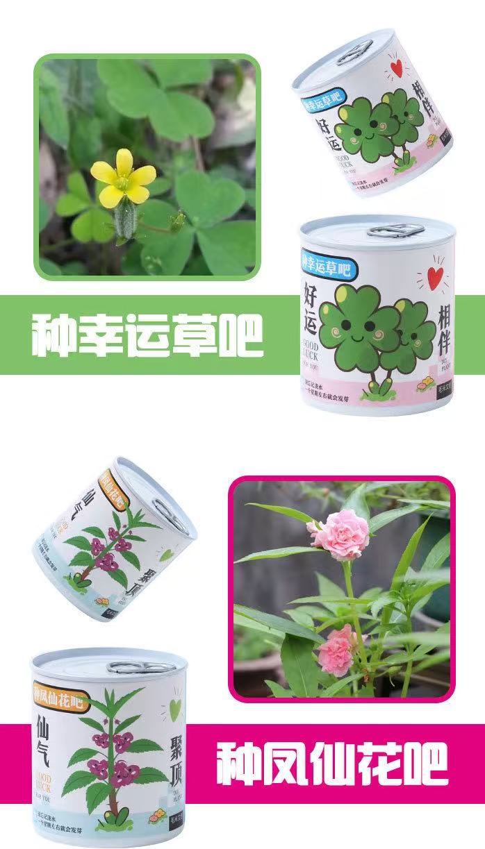 幼儿园儿童种植小盆栽学生迷你水果小盆栽盲盒办公室内桌面绿植物详情12