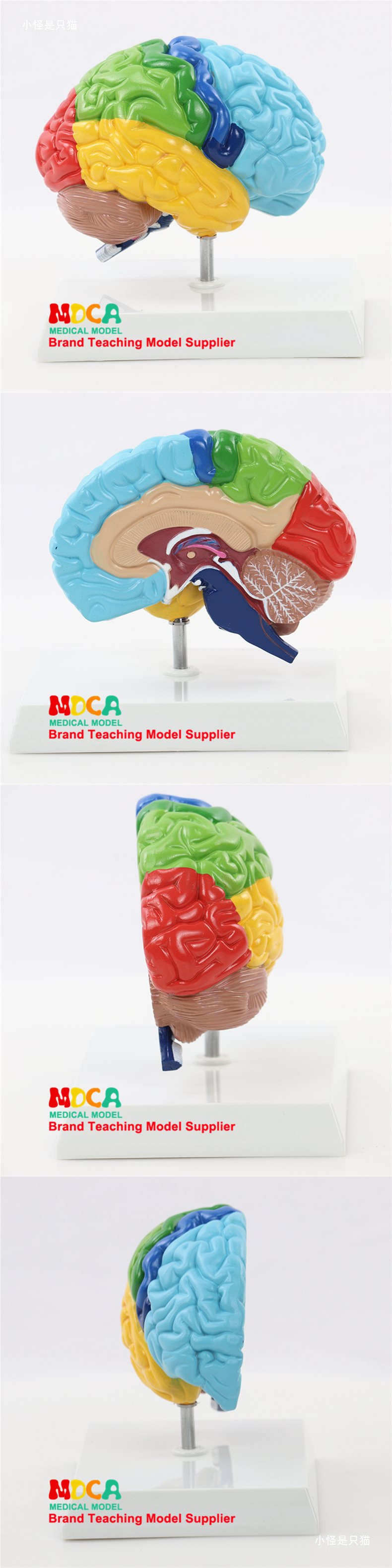 右半大脑解剖模型人体1:1神经皮质结构与功能分区医学教学详情2