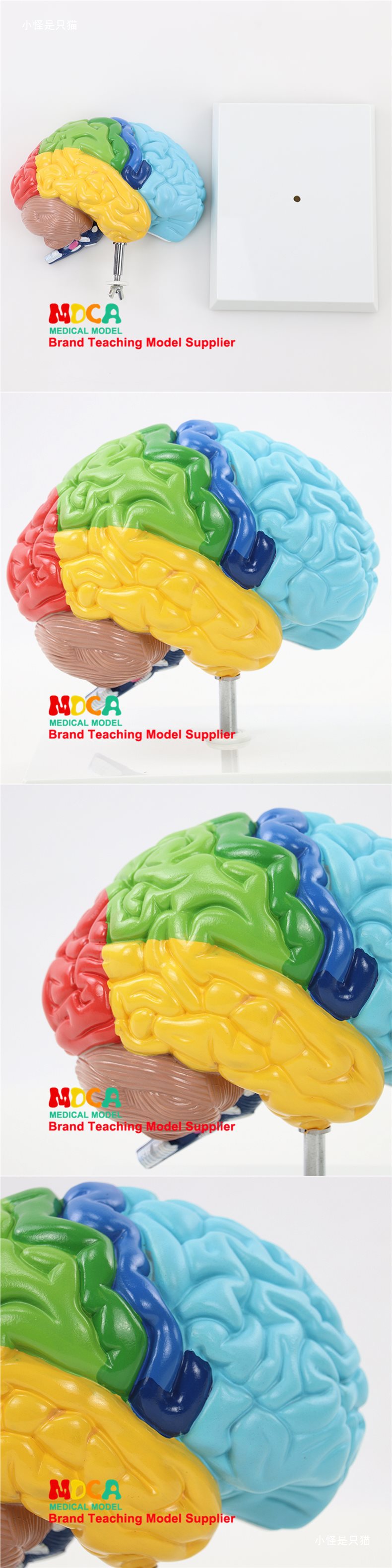 右半大脑解剖模型人体1:1神经皮质结构与功能分区医学教学详情3
