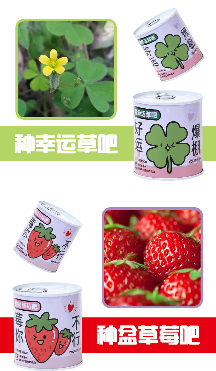 儿童礼物易拉罐植物盲盒桌面小盆栽小学生花卉绿植好养活种子盆栽详情8