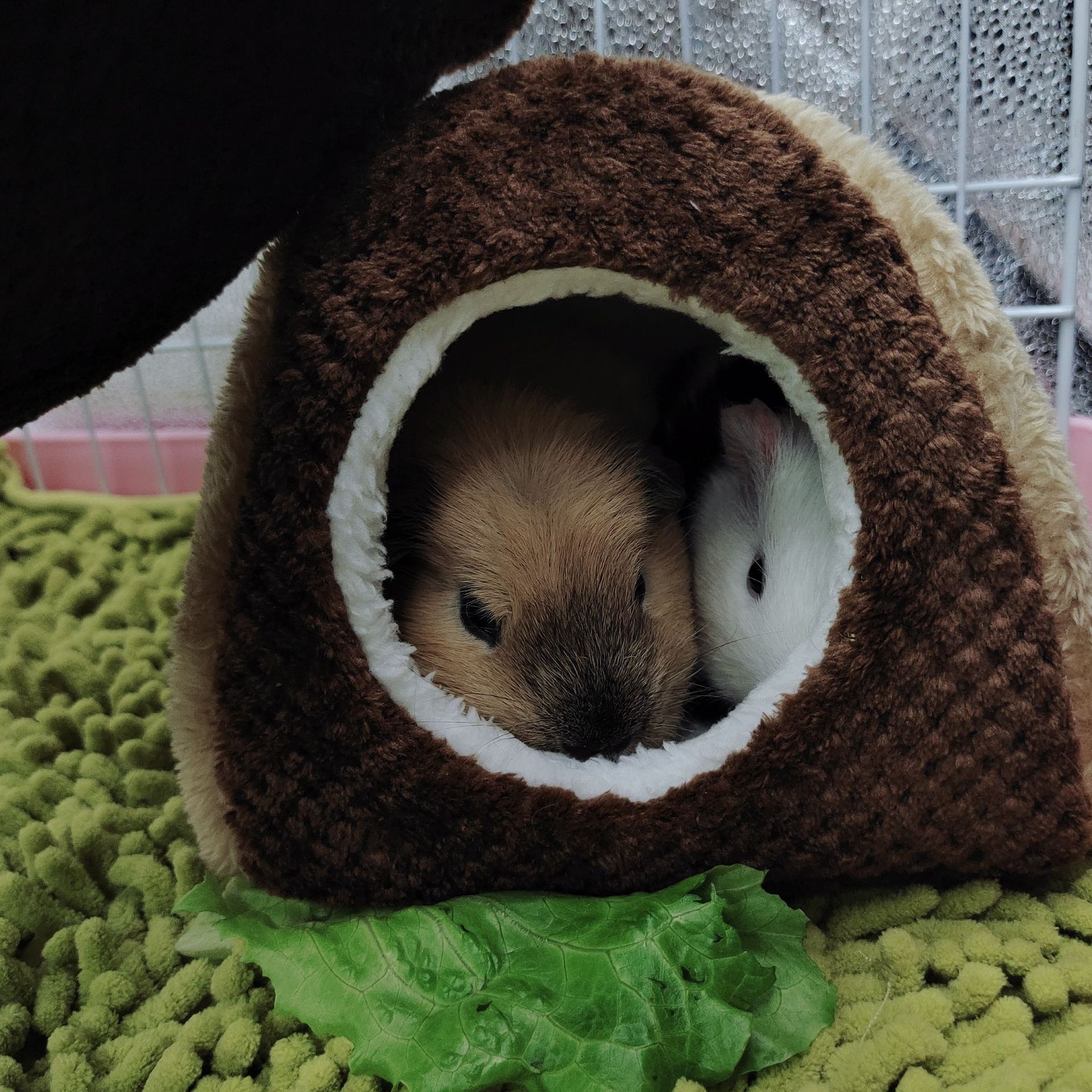 Hamster nest, rabbit, Dutch pig, guinea pig nest, sugar glider, squirrel, warm cotton nest, hammock, guinea pig nest, pet supplies pic 26