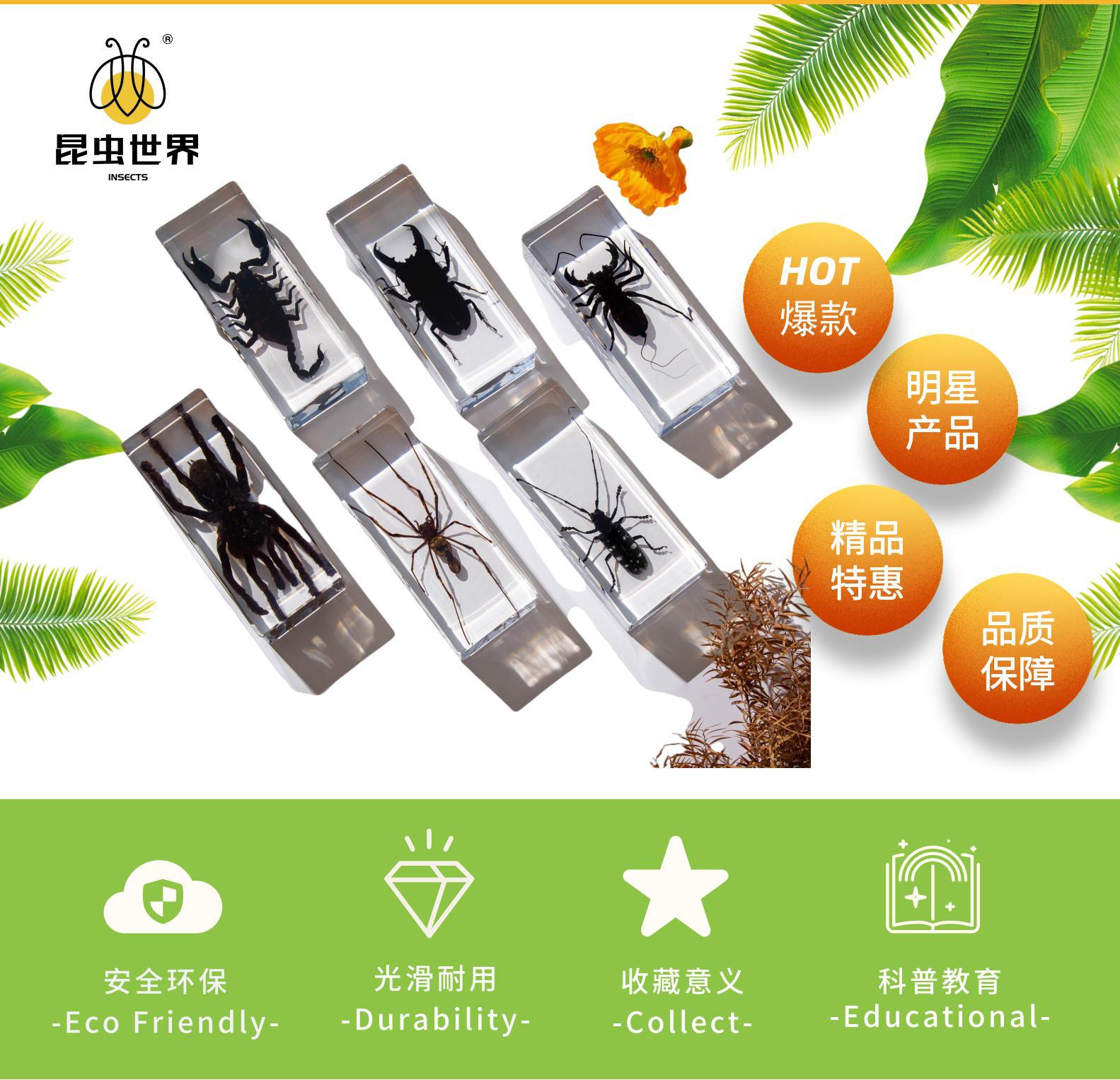 振方工艺跨境批发真实昆虫标本高透树脂琥珀大号亚克力摆件包埋详情2