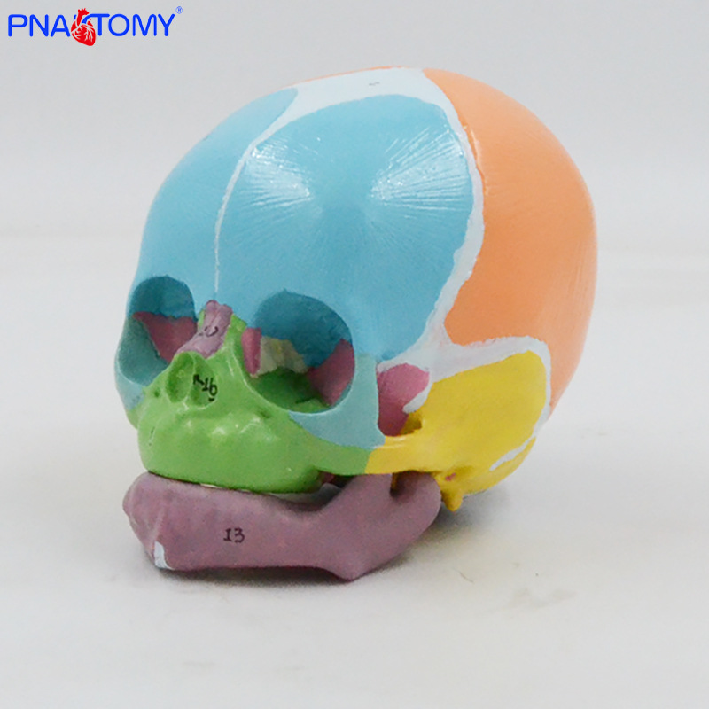 1:1 color baby skull model with digital marking, frontal fontanelle, mandibular anatomy teaching aid, medical display pic 5