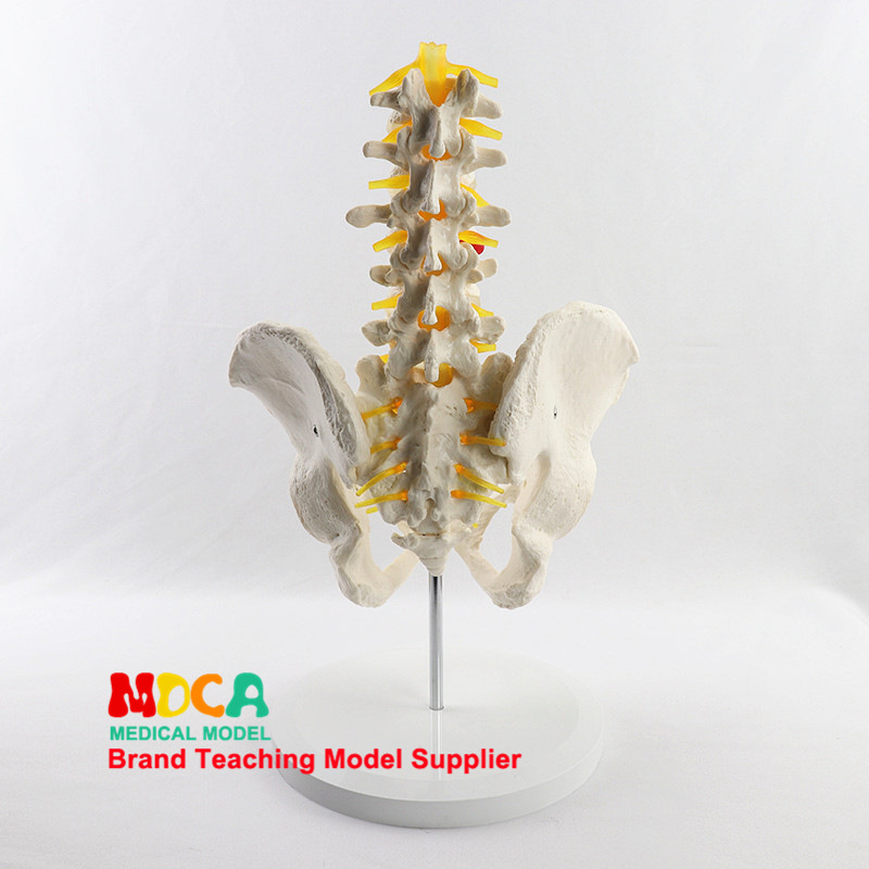Medical model, pelvic and reproductive anatomy teaching model, tuning fork, traditional Chinese medicine physiotherapy auxiliary tool, suitable for teaching and training pic 23