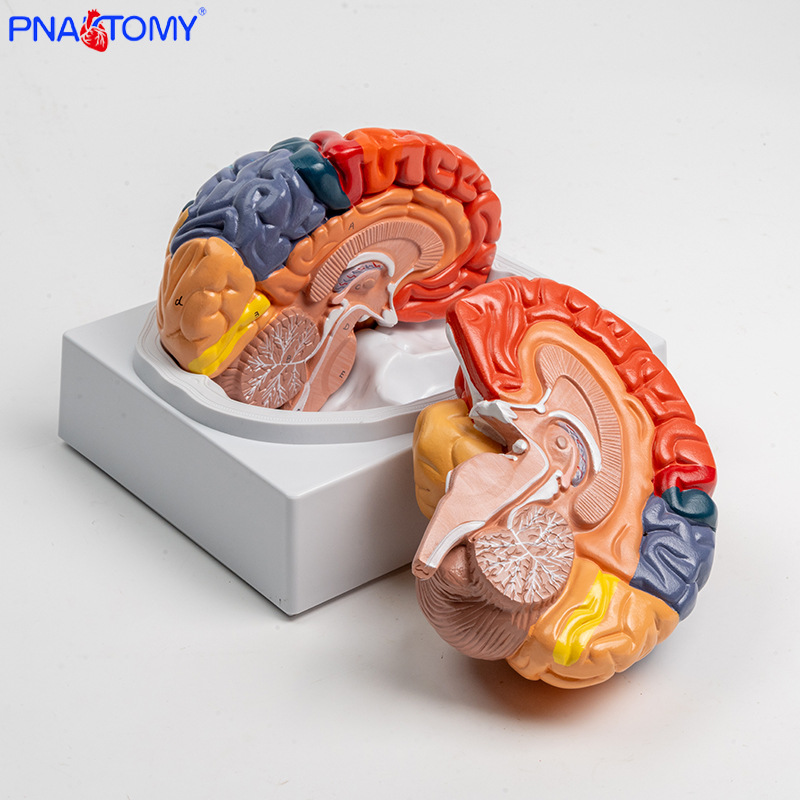 Anatomy of human colored brain structure, brain nerves, brain functions, cortical zoning model, Medical psychology, neurology pic 7
