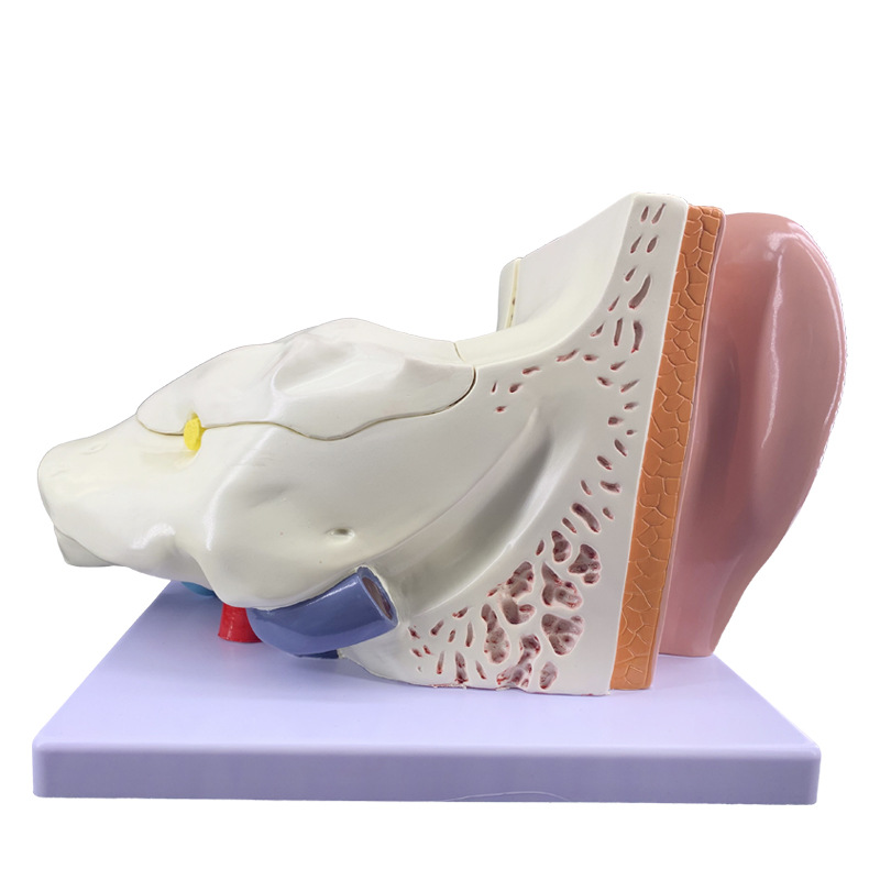 Ear model, desktop ear anatomy model, outer, middle and inner ear auditory system, ear structure, teaching medicine pic 15