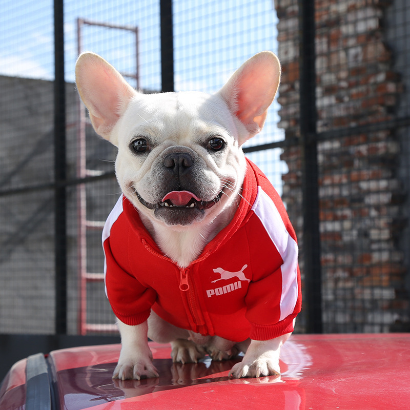 Ropa para mascotas otoño invierno calor marca de moda sudaderas letras fardoubi oso perro gato pequeño medio grande perro suministros pic 10
