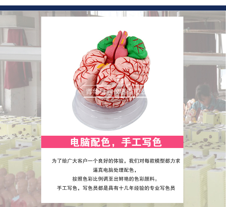 Qinghua 4D Assembly Brain Anatomy Model, human brain anatomy, cerebrovascular artery, nerve, medical science and education model pic 2