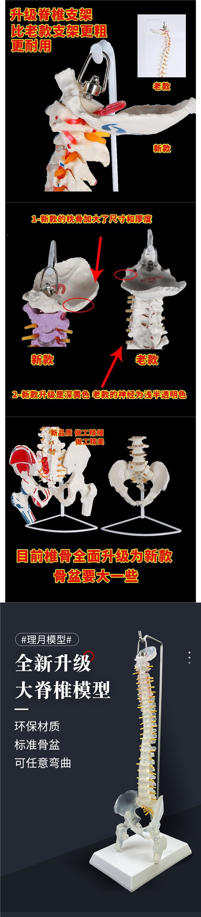 Human spine model, skeleton model, spinal cord model, medical neuro-skeletal simulation, anatomical simulation, bone setting pic 1