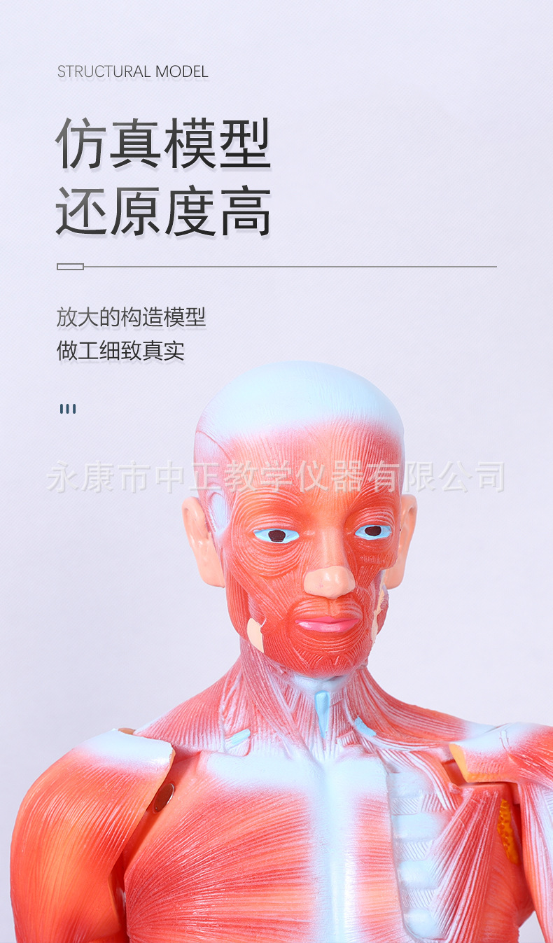 Medical lecture models, biological classroom display models, human anatomy models, student education demonstration teaching materials pic 4