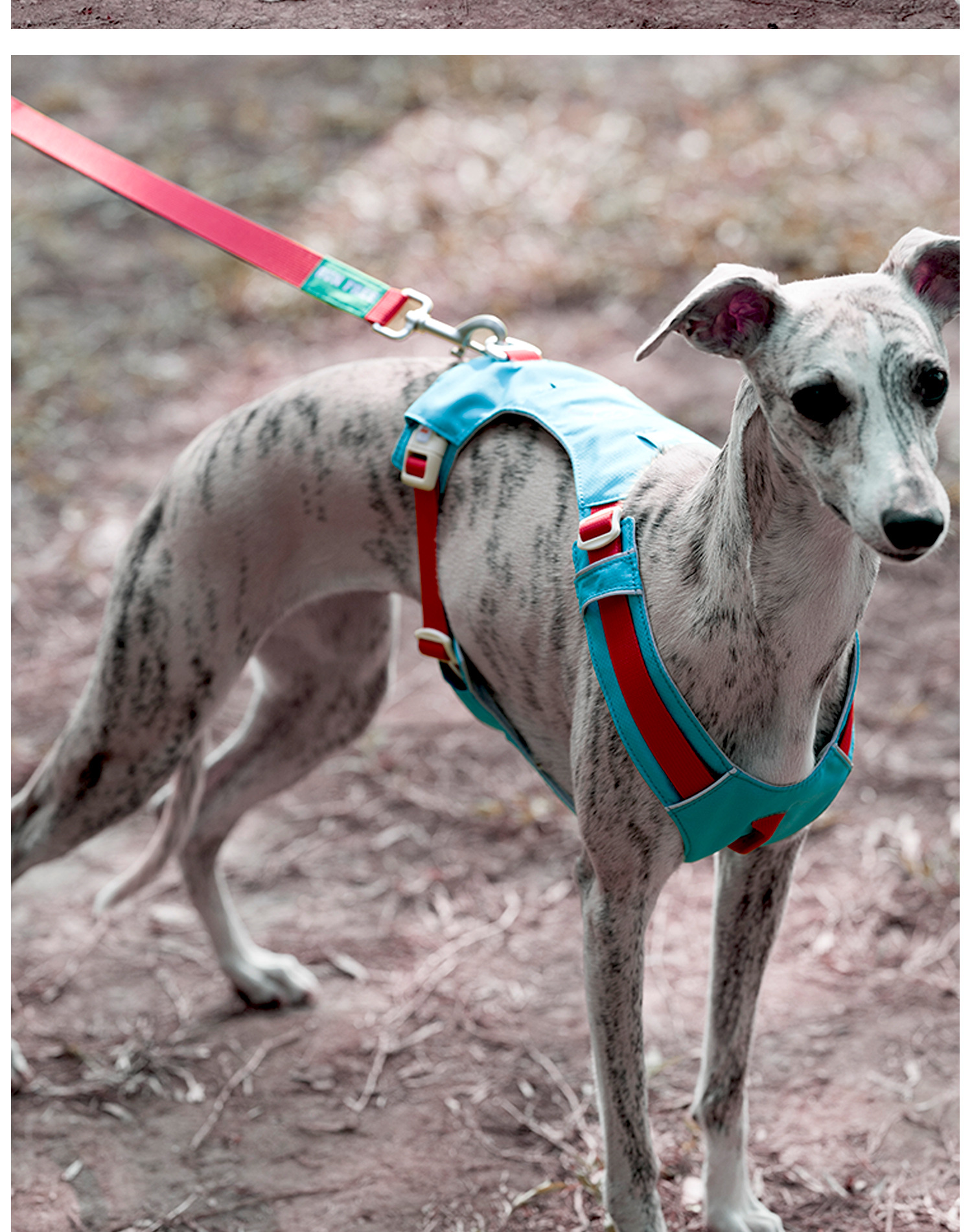 ZOOLAND狗狗胸背牵引绳遛幼小中大型犬泰迪柯基比熊边牧博美链子详情35