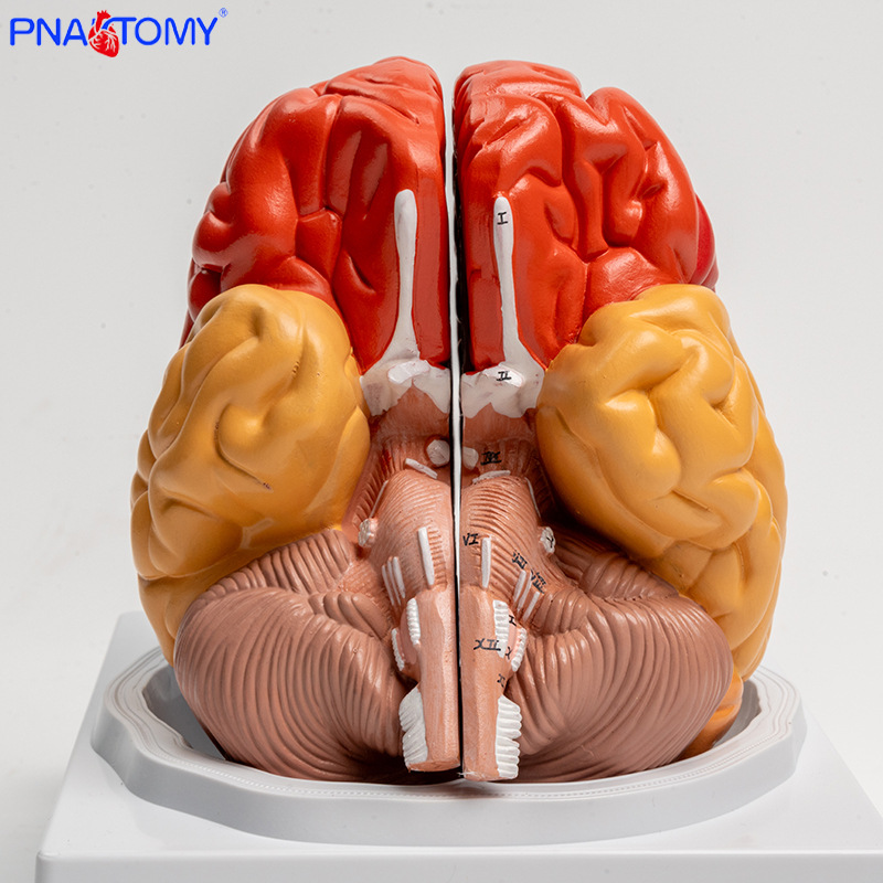 Anatomy of human colored brain structure, brain nerves, brain functions, cortical zoning model, Medical psychology, neurology pic 5