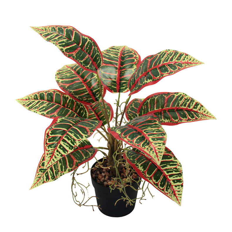 Indoor ornamental small potted plants with green leaves and red edges, succulents, flowers and green plants pic 7