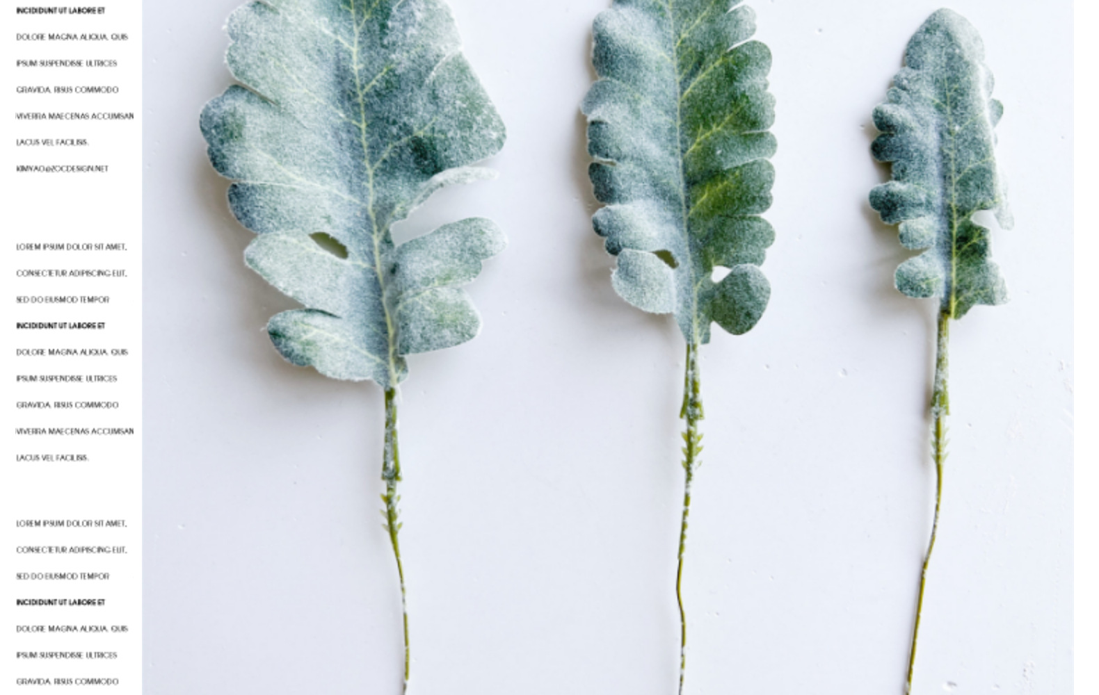 欧式银叶菊兔耳叶叶片配件情人节玫瑰假花餐桌家居绿植软装宠物园艺干花详情10