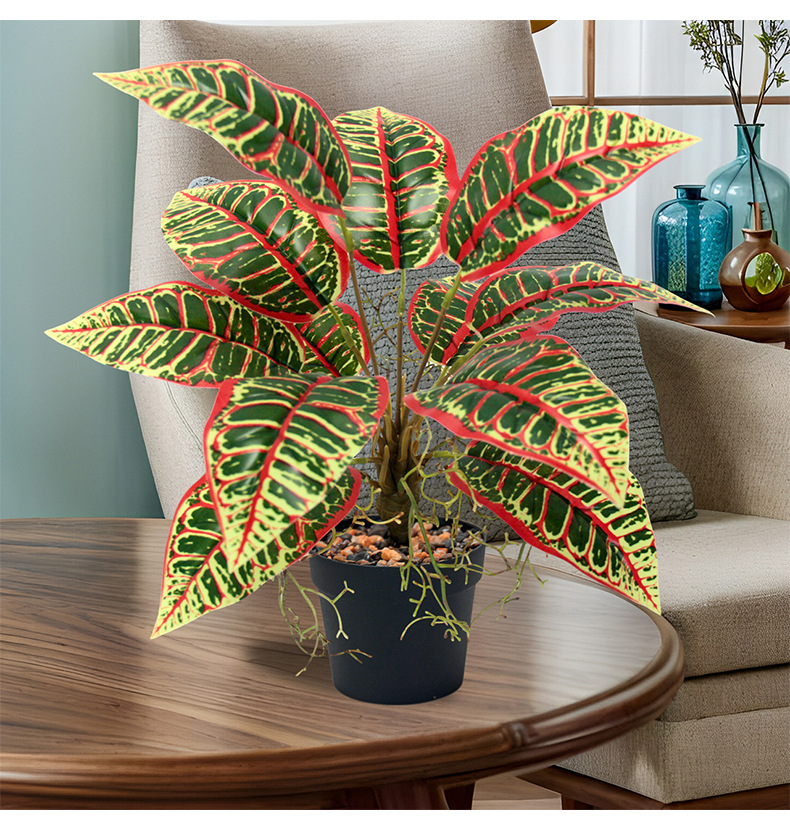 Indoor ornamental small potted plants with green leaves and red edges, succulents, flowers and green plants pic 6