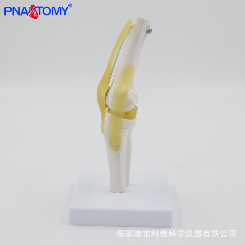 Anatomical model knee joint section diagram of human internal organs teaching human anatomy teaching model physical display pic 5