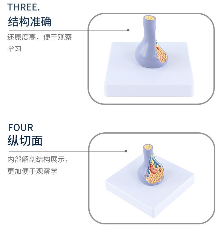 突触模型解剖人体内脏切面图教学人体模拟模型多功能科普教育用品详情6