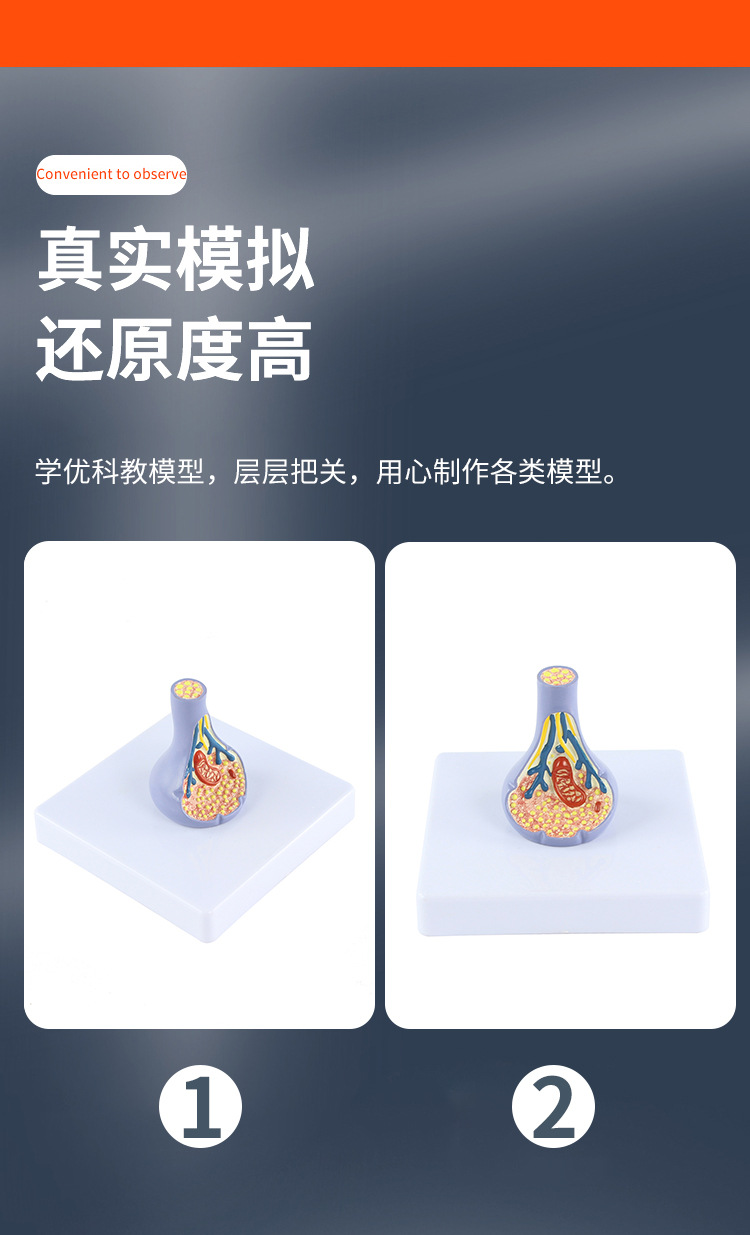 突触模型解剖人体内脏切面图教学人体模拟模型多功能科普教育用品详情4