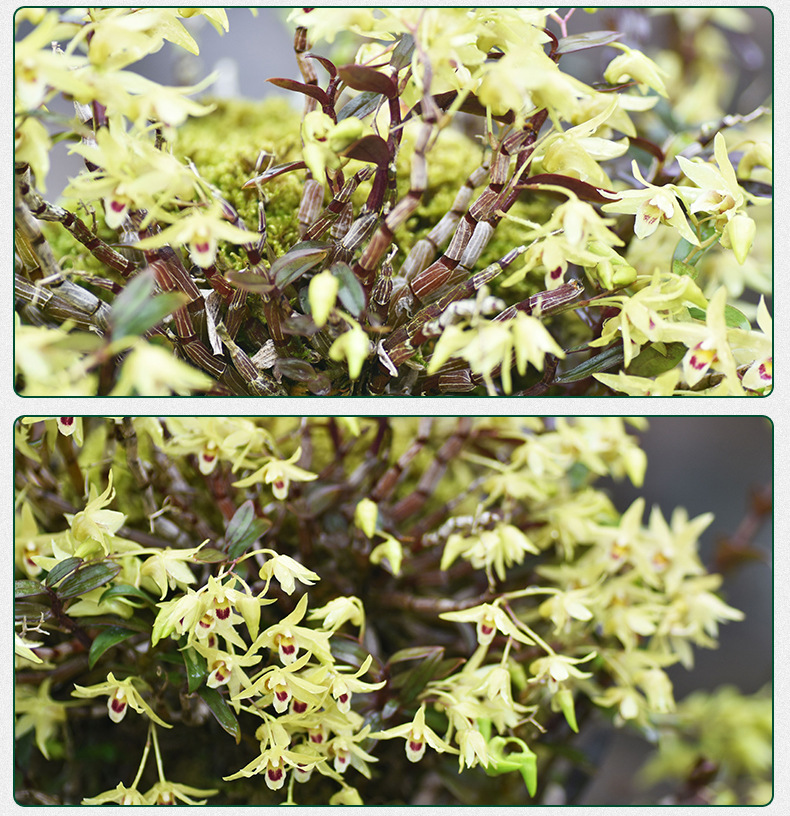 铁皮石斛苗裸苗1斤5-6月花期石斛基地批量发货种植新鲜发货大货详情6