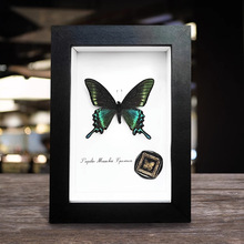 相框中空标本框木质玻璃立体黑色蝴蝶昆虫装裱自装摆台展示画框详情23