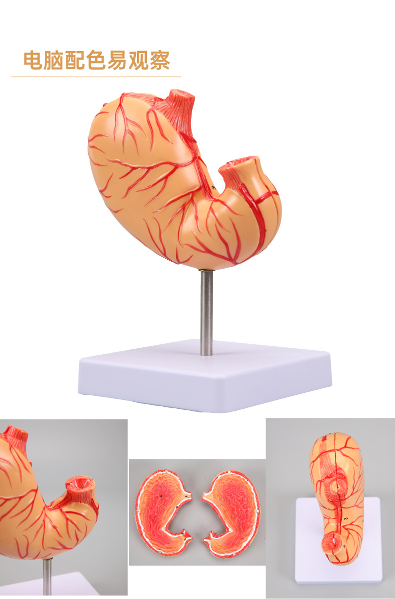 Human stomach anatomy model, traditional Chinese medicine teaching physical object, human stomach structure model, portable demonstration equipment, tuning fork to assist learning pic 9