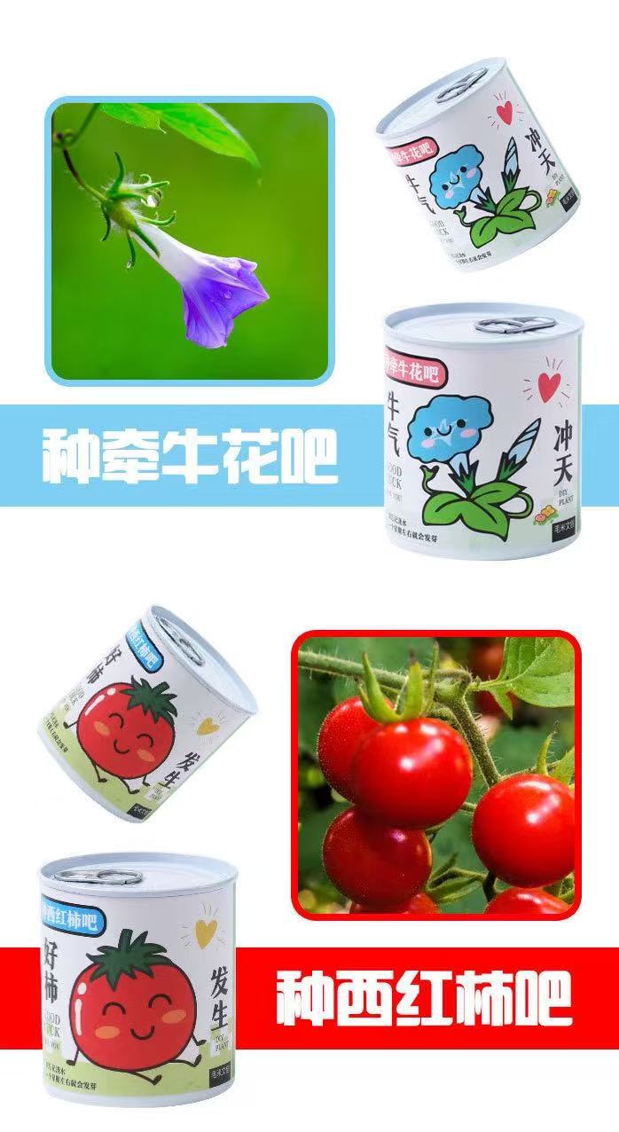 幼儿园儿童种植小盆栽学生迷你水果小盆栽盲盒办公室内桌面绿植物详情13