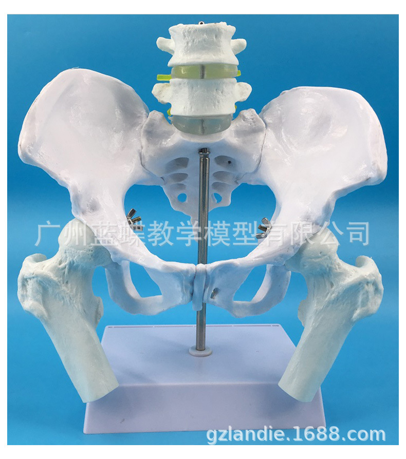 Natural large female pelvic second lumbar vertebra model, hip sacral and coccyx bone model, teaching medicine pic 2
