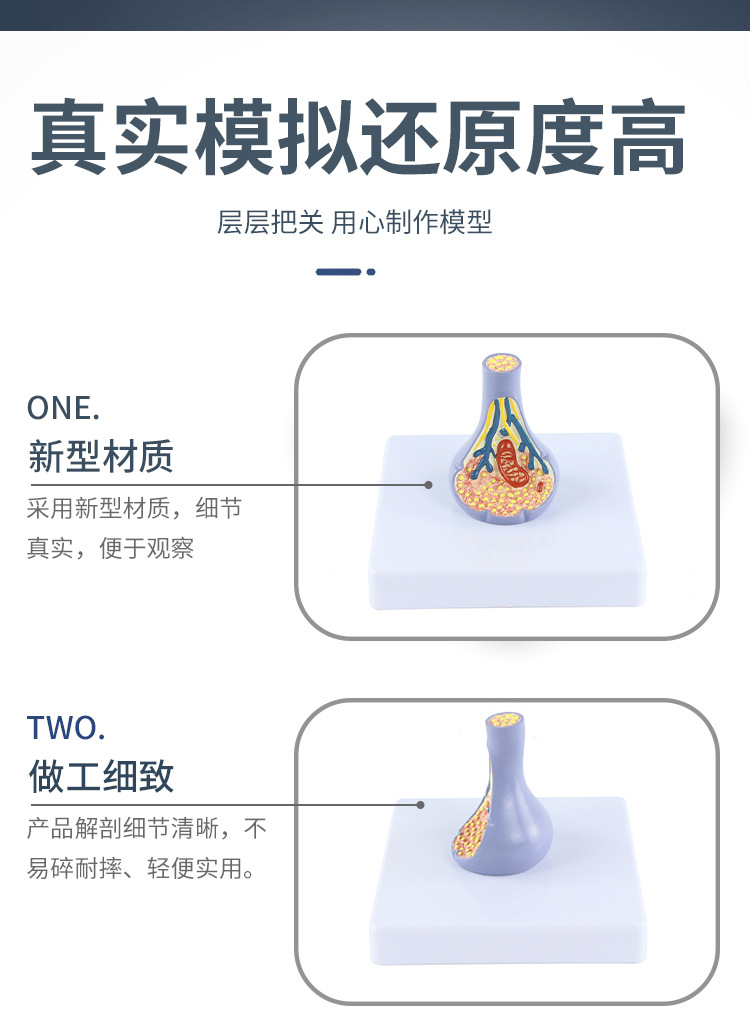 突触模型解剖人体内脏切面图教学人体模拟模型多功能科普教育用品详情5