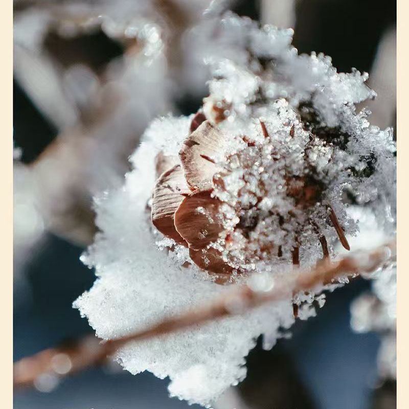 果壳风铃挂件材料全套diy材料成品手工制作果混合三果手摇铃详情7