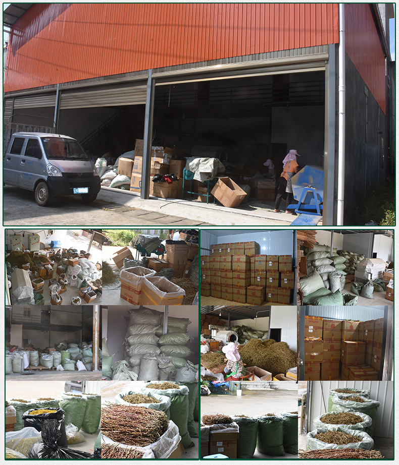 铁皮石斛苗裸苗1斤5-6月花期石斛基地批量发货种植新鲜发货大货详情11