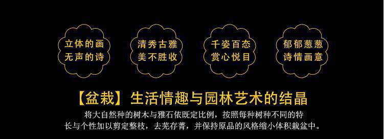 网红天堂鸟盆栽室内大型植物鹤望兰客厅办公室大盆栽绿植天堂鸟苗详情3